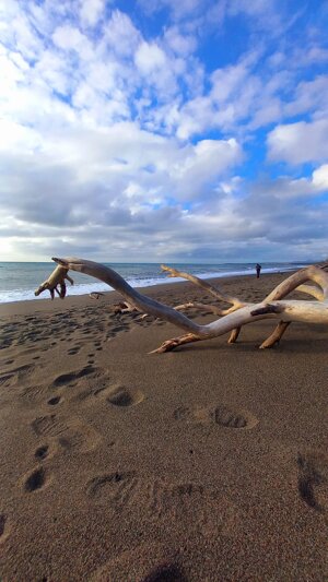 wood-on-the-beach
