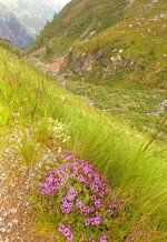 purple-mount-flowers