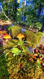 yellow-mushrooms
