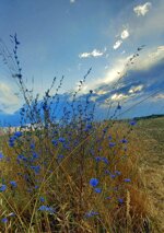 summer-field