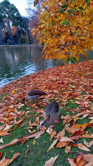 beauty-of-retiro-park