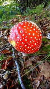 whatsapp image 2026-03-07 at 17.22.44.jpeg