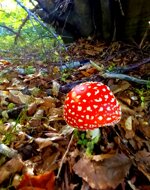 red-mushroom