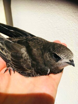 baby-falcon