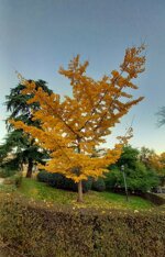 november-in-retiro-park