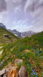 blue-mountain-flowers