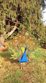 peacock