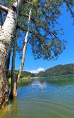 tree-in-the-middle-of-the-lake