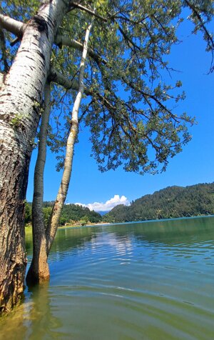 tree-in-the-middle-of-the-lake