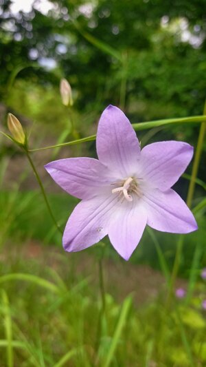 purple-flower