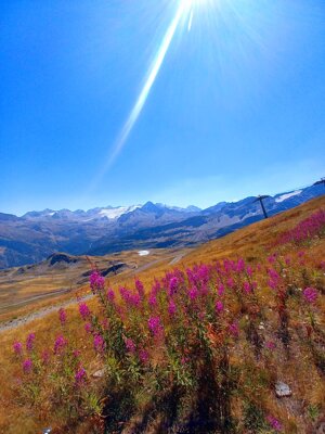 mountain-flowers