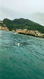 sea-eagle-on-the-water