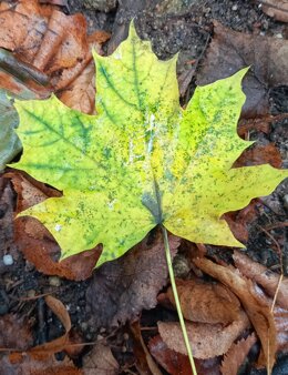 whatsapp image 2026-03-15 at 18.50.48.jpeg