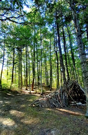 forest