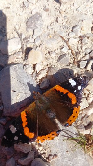 closeup-butterfly