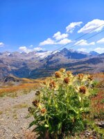flora-of-the-alpes
