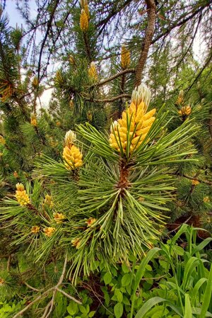 pine