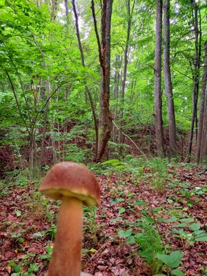 mushroom