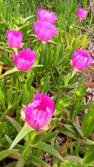 pink-flowers
