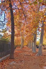 retiro-park
