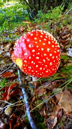 red-mushroom-2
