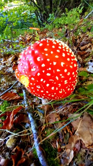 red-mushroom-2