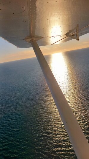 golden-wing