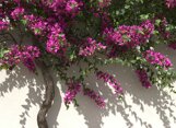 verde bugainvillea.jpeg
