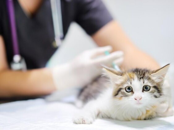 foto-medicina_preventiva_veterinaria-1755897640.jpeg