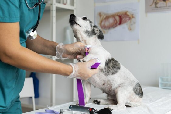 foto-nefrologia-veterinaria-campinas-1024x681-1713773519.jpeg