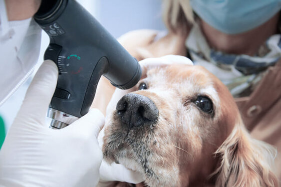 foto-oculista-veterinario-torino-oftalmologia-cane-4263744849.jpeg