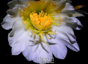 dpscatti_logo_trasparent