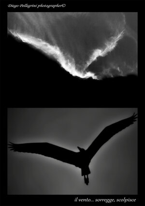 dpscatti_logo_trasparent