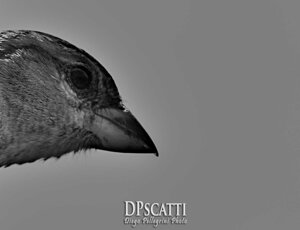 dpscatti_logo_trasparent