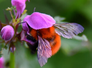 dpscatti_logo_trasparent