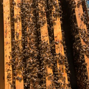 img_6500.jpeg img_6500.jpeg