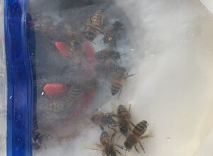 img_5533.jpeg img_5533.jpeg