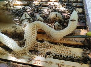 img_3983.jpeg img_3983.jpeg