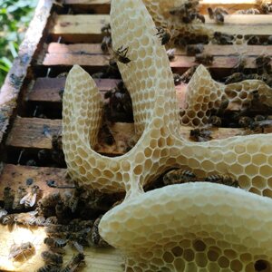 img_9523.jpeg img_9523.jpeg