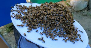 ccps0598.jpeg ccps0598.jpeg