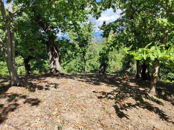 castagneto.jpeg castagneto.jpeg