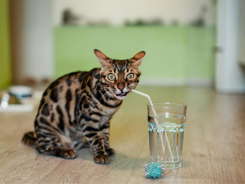 Gatto simpatico che beve acqua con una cannuccia da un bicchiere