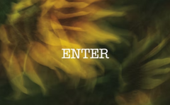 sunflowers sunflowers