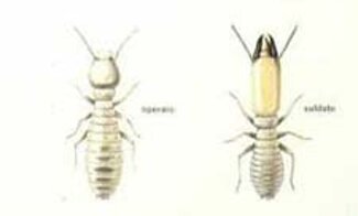 insetti-del-legno-le-termiti-02.jpeg insetti-del-legno-le-termiti-02.jpeg