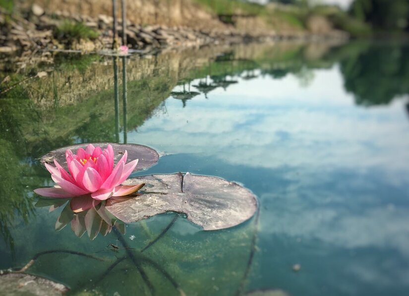 Ninfee al lago al PDT Extreme