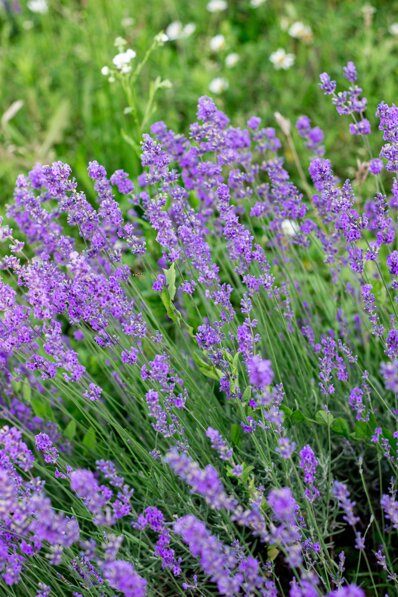 Lavanda