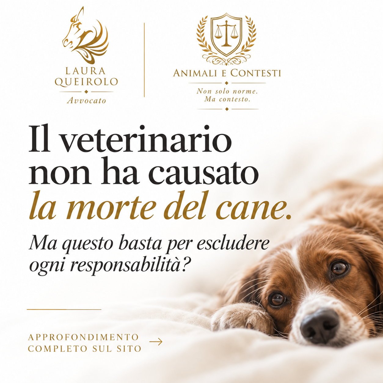 RESPONSABILITA' VETERINARIA: MALPRATICE, SOFFERENZA DELL'ANIMALE E RISARCIMENTO