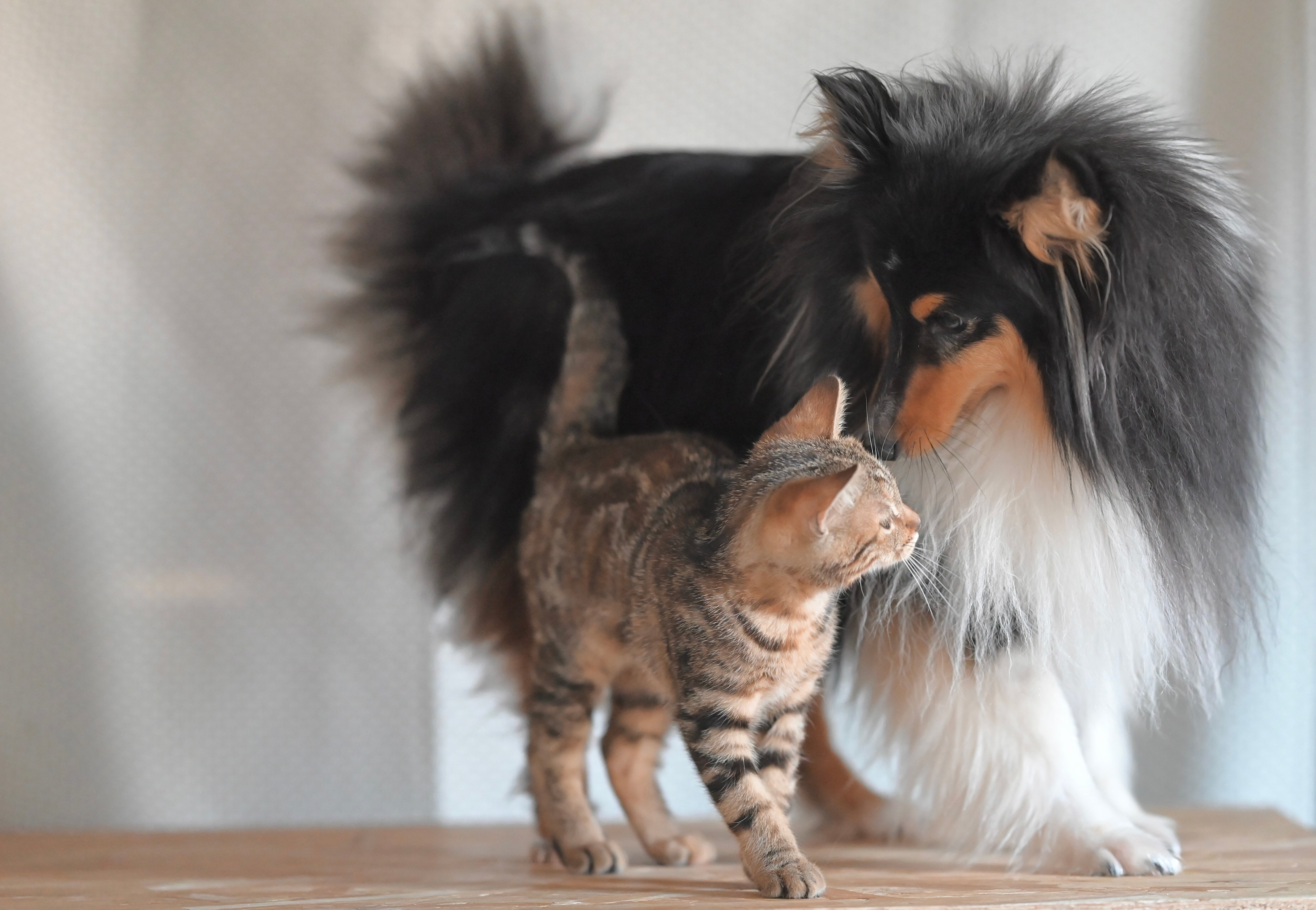 CONTRATTI DI VENDITA DI CANI E GATTI: UNA CLAUSOLA BASTA DAVVERO? CONTRATTI DI VENDITA DI CANI E GATTI: UNA CLAUSOLA BASTA DAVVERO?