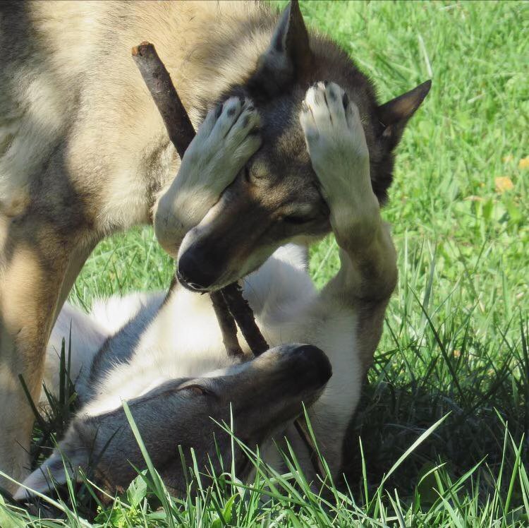 ABBAIARE È UN DIRITTO DEL CANE?