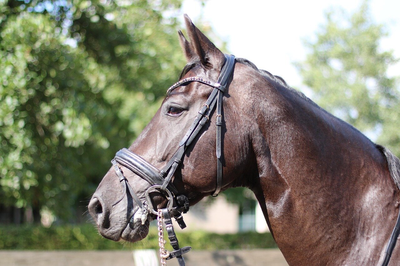 TEST COGGINS: OBBLIGHI, VALIDITA' E RESPONSABILITA' TEST COGGINS: OBBLIGHI, VALIDITA' E RESPONSABILITA'